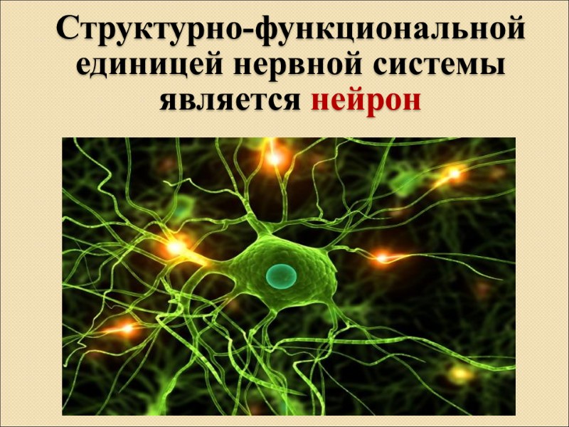 Структурно-функциональной единицей нервной системы является нейрон